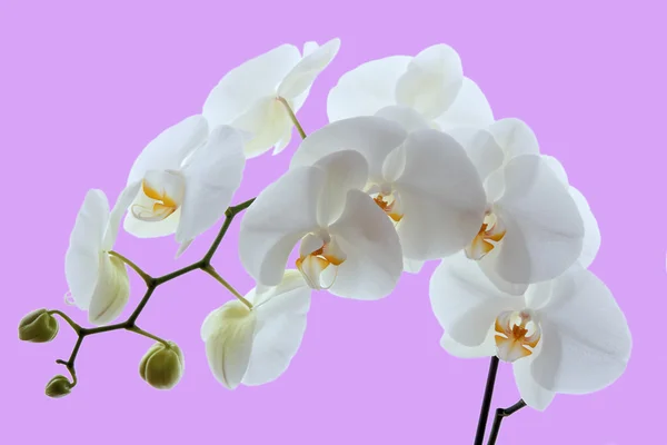 Orchidea bianca isolata su sfondo rosa — Foto Stock