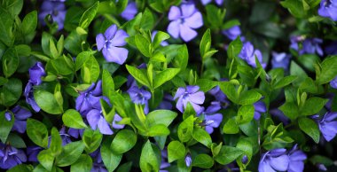 Deniz salyangozu (vinca minor) bitki çiçek