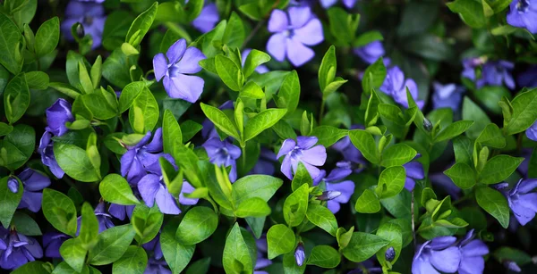 Periwinkle (vintergröna) växt med blommor — Stockfoto