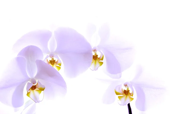 Orchidea isolata su fondo bianco — Foto Stock