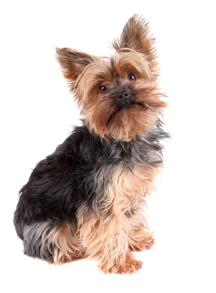 Yorkshire terrier — Zdjęcie stockowe