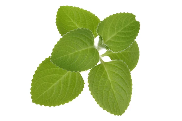 Fresh mint leaves — Stock Photo, Image