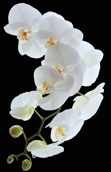 Weiße Orchideen blühen — Stockfoto