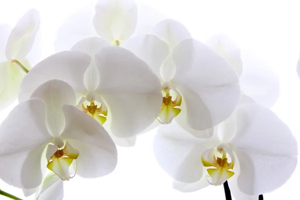 Orquídea branca sobre fundo branco — Fotografia de Stock