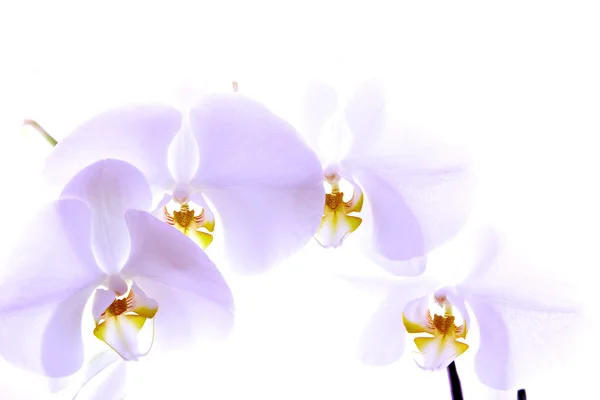 Orquídea delicada — Fotografia de Stock