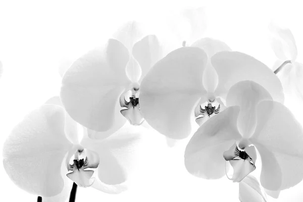 Orquídea preta e branca isolada sobre fundo branco — Fotografia de Stock