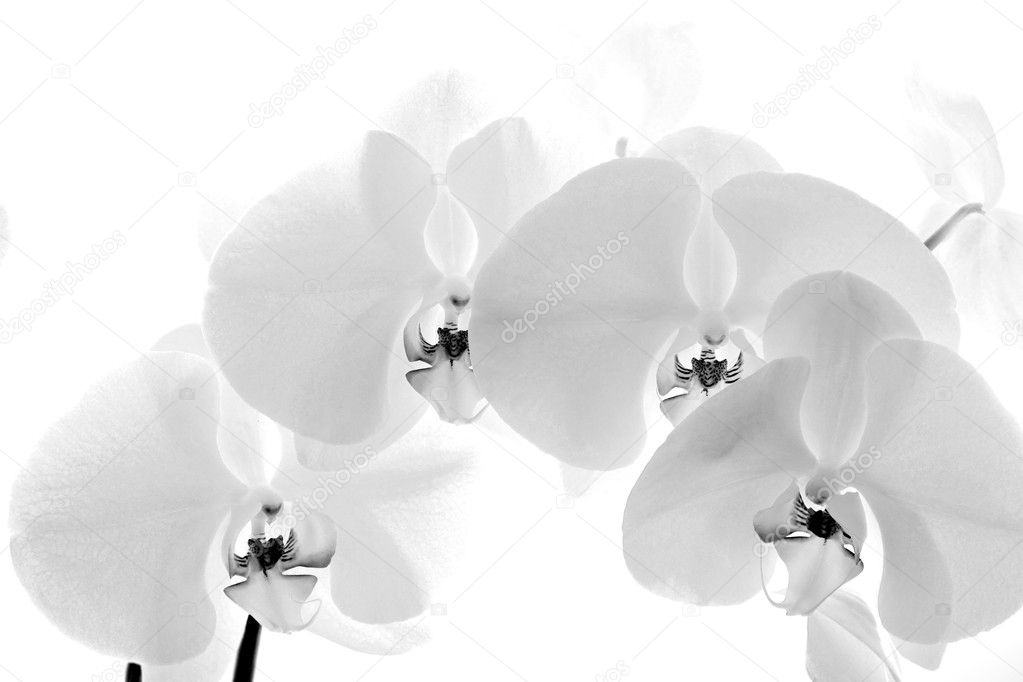 Black  and White orchid isolated on white background