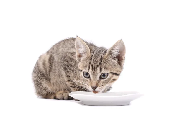 Jovem gato comendo, gato com copo de comida, fundo branco — Fotografia de Stock