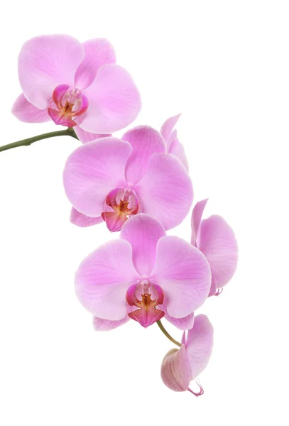 Orchidea isolata su fondo bianco — Foto Stock