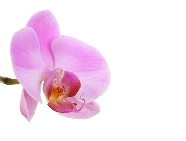 Orchidea singola isolata su fondo bianco — Foto Stock