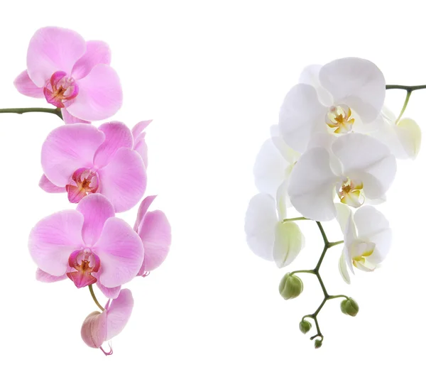 Rosa und weiße zarte Orchidee — Stockfoto