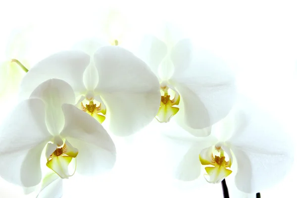 Orquídea branca isolada sobre fundo branco — Fotografia de Stock