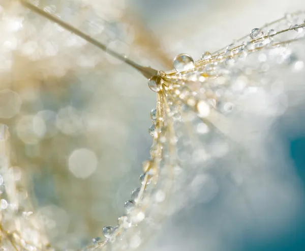 Little dandelion with drops