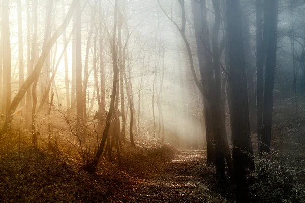 Path to the forest with fog — Stock Image Path to the forest with fog Stock Photo