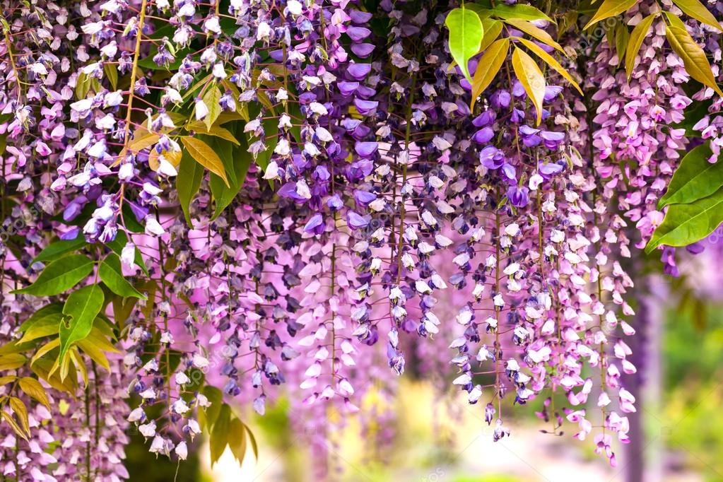Violet acacia texture — Stock Photo © hofhauser #41507549