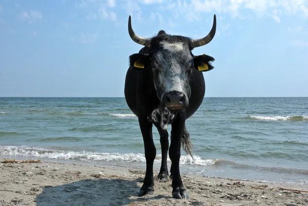 Vaca que descansa en la playa — Foto de Stock