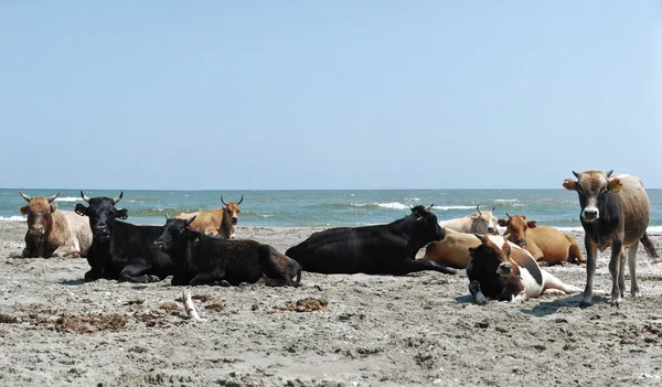 Rebaño de vacas que descansa en la playa — Foto de Stock