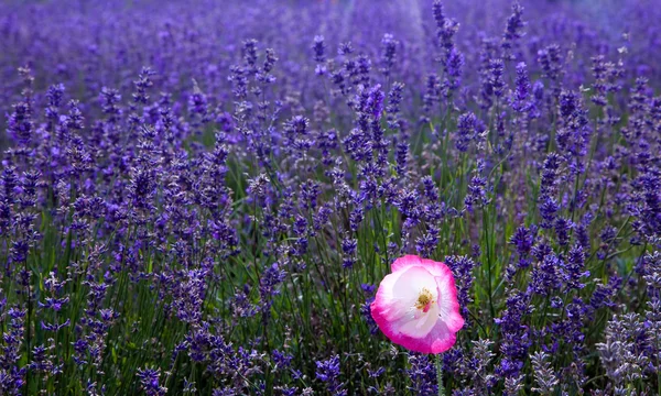 Lavender field with single pink poppy — Stock Photo, Image