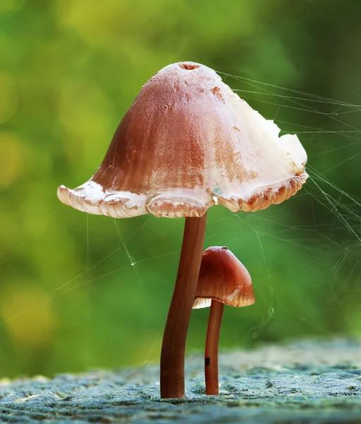 Baby paddestoel beschermd door bovenliggende paddestoel — Stockfoto