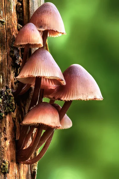 Mycena inclinata houba roste na stromě — Stock fotografie