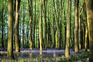 bluebell ormanda gizli gölet