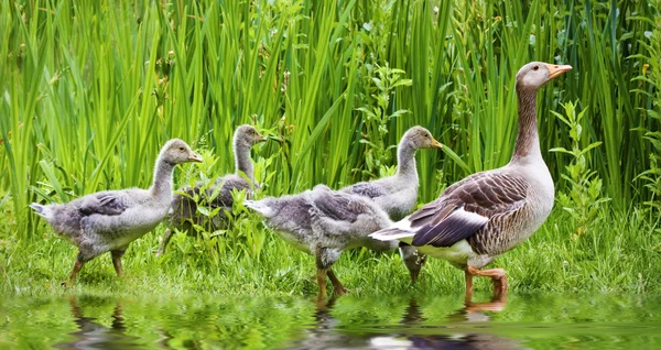 Mother goose leading goslings in the wild — Stock Photo, Image