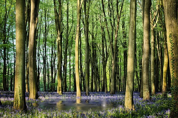 Lago secreto em bosques de bluebell — Fotografia de Stock