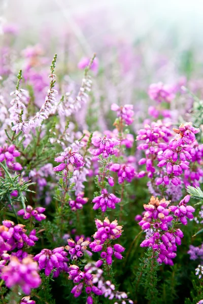 Purple bell erica heather plants — Stock Photo, Image