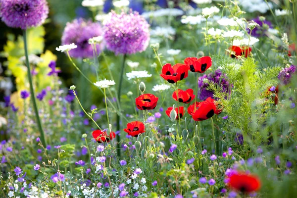 Dziki kwiat ogród z maku — Zdjęcie stockowe