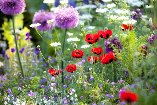 Wild flower garden with poppies Royalty Free Stock Images