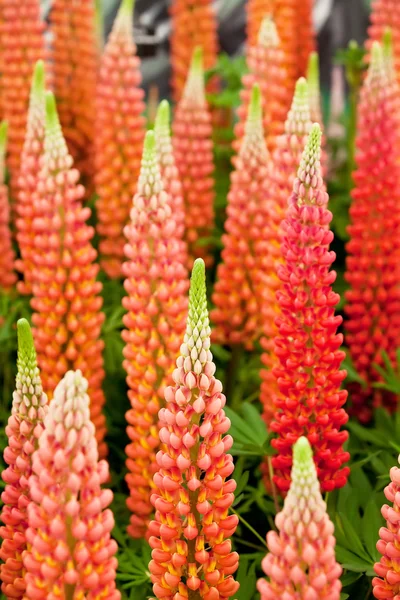 Lupin Flores — Fotografia de Stock