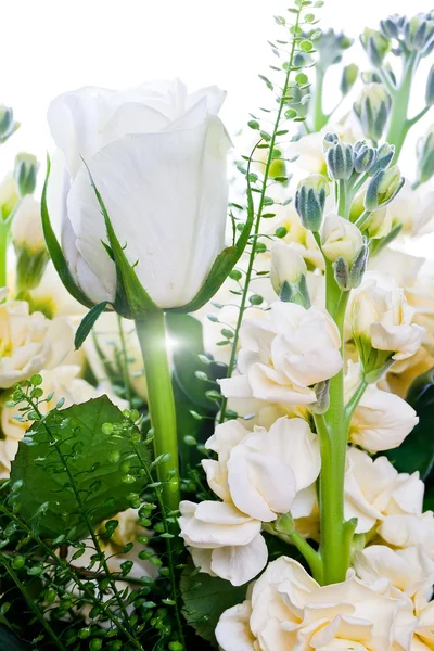 Witte rozen close-up op witte achtergrond — Stockfoto