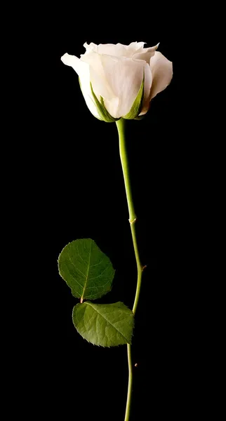 黑色单朵白色的玫瑰 — 图库照片