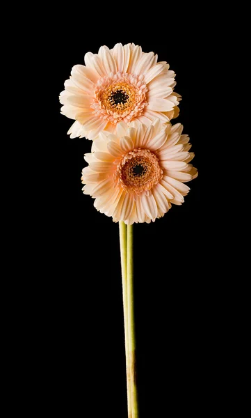 Два гермини-цветка — стоковое фото