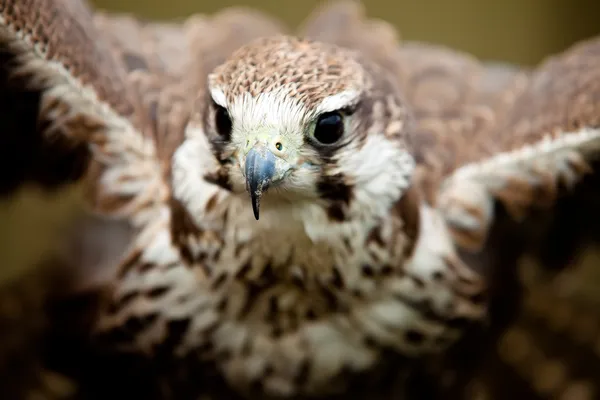 Bird of prey flying — Stock Photo, Image