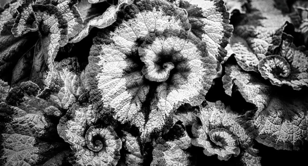 Begonia leaves in black and white — Stock Photo, Image
