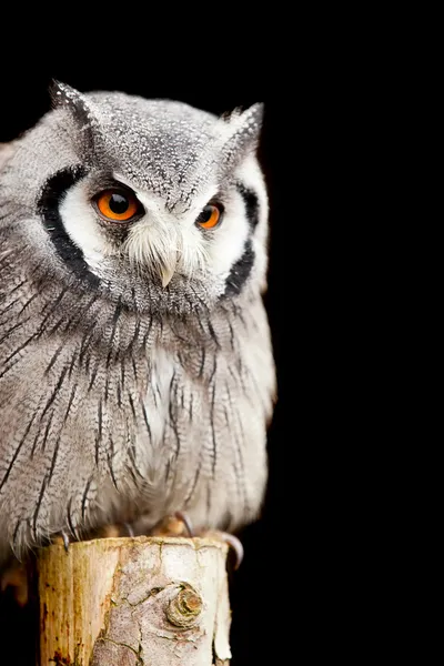Owl on a post — Stock Photo, Image
