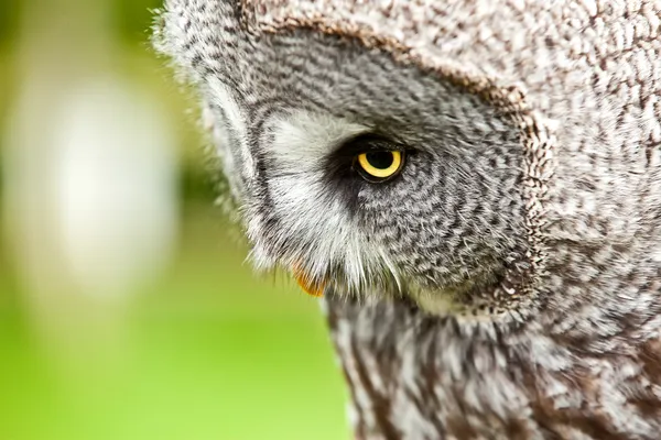 Gran búho gris de cerca — Foto de Stock