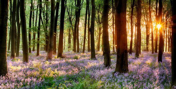 Bluebell wood sunrise