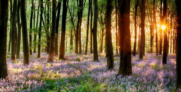 Bluebell wood sunrise Stock Picture