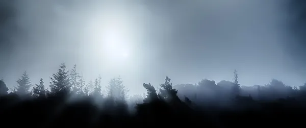 Sisin içinde gece yarısı ağaçların