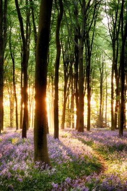 Bluebells gündoğumu ışık