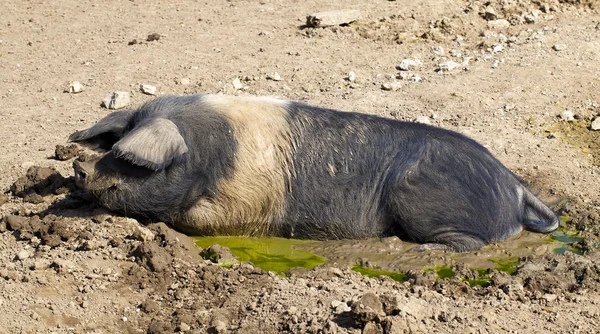 Pig in muck — Stock Photo, Image