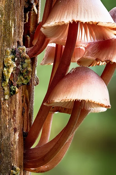 Cogumelo da árvore Mycena inclinata — Fotografia de Stock