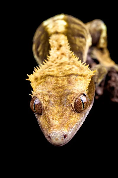 Reptile close up on black — Stock Photo, Image