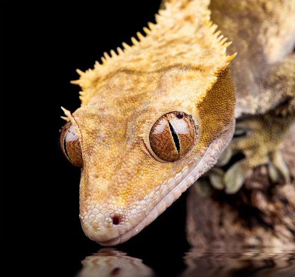 Reptile near water close up — Stock Photo, Image