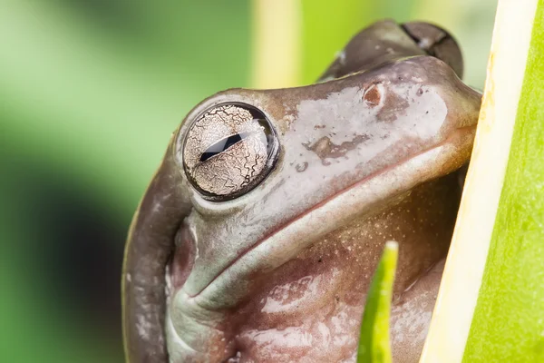 Piccola rana da vicino — Foto Stock