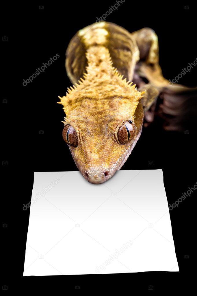 Lizard with blank sign