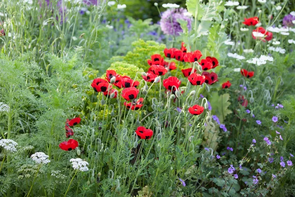 Poppies in a spring garden — Stock Photo, Image