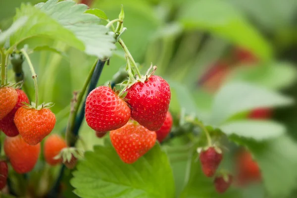 Fresas que crecen en una planta —  Fotos de Stock